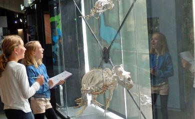 Visite du Muséum d’histoire naturelle de Toulouse