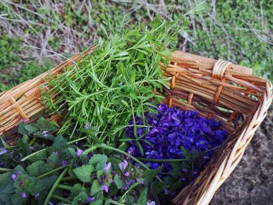 cueillette sauvage, flore spontanée comestible