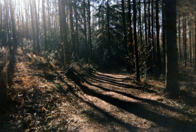 Forêt saint Jean-de-la-motte (©Alyssia&Louise)