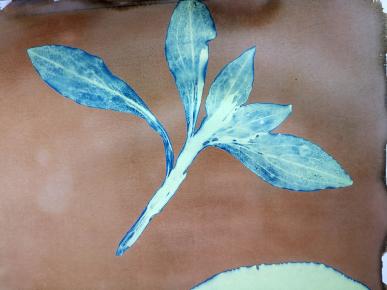 cyanotype in progress, feuille de Silène