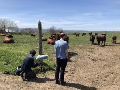 enregistrement de vache