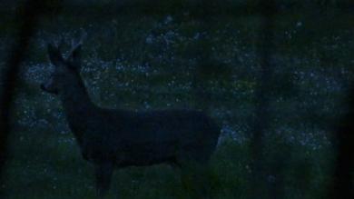 une biche dans la nuit