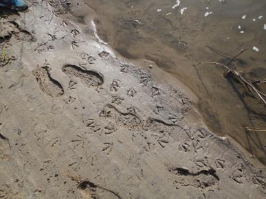 Plage des Bardoulets