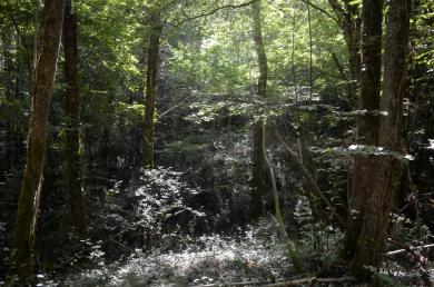 Semer la forêt