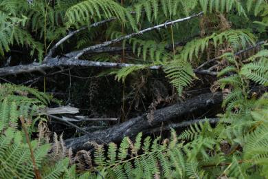 Le début de la forêt, envahie de fougères, s'y frayer un chemin.