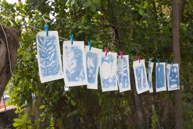 Les cyanotypes