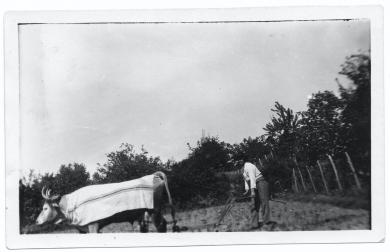 L'arrière-grand-père de Cécile, son attelage de boeufs et les mantes rayées