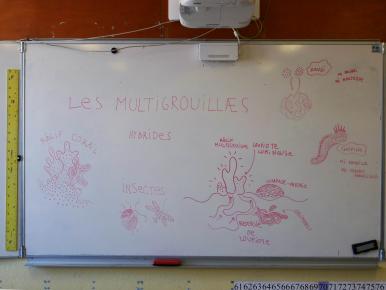 Premiers pas des multigrouillæs dans l'école...