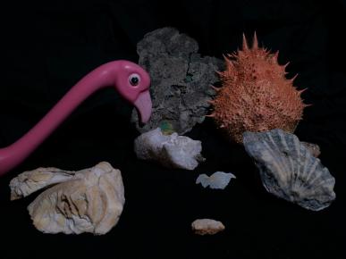 Minéraux, fossiles et flamand rose.