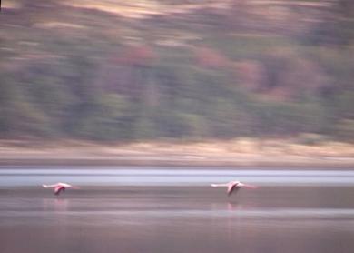 Etang de Lavalduc- deux flamants roses volent.