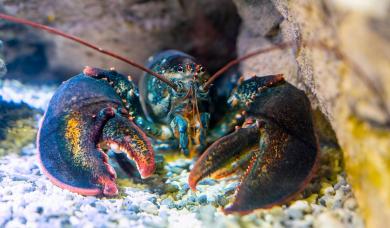 Homard sous l'eau sur fond rocheux