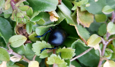 Timarcha tenebricosa (Crache-Sang ou Chrysomèle Noire) se réfugie sous la vigne