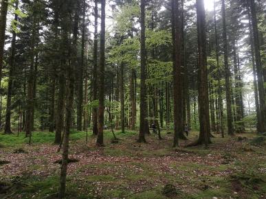 Sortie dans la forêt d'Ecouves, avec les CM1 - CM2