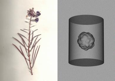 Image concept d'herbier et de capsule temporelle