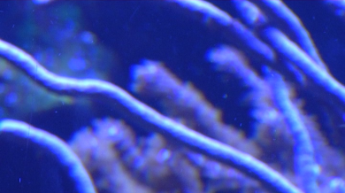 Image tirée d'un plan en dv d'anémones dans un aquarium, projeté et refilmé