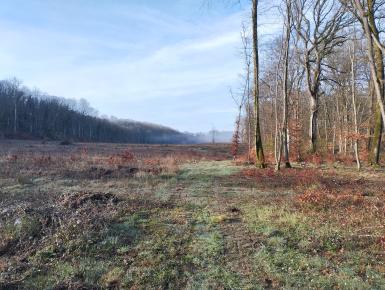 Vue sur la clairière largement défrichée du Piparon, Frétigney-et-Velloreille 