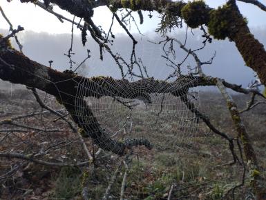 Rosée qui perle sur une toile d'araîgnée au rocher Piparon, Frétigney et Velloreille