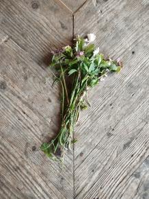 bouquet de fleur oublié, forêt de Chailluz