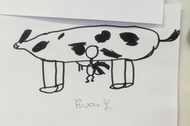 La vache d'Evan