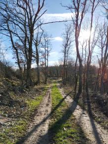 sentier forestier entre frétigney et recologne